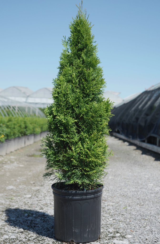 Emerald Cedar - Niagara Blooms