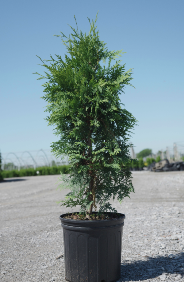 Black Cedar 3-Gal - Niagara Blooms