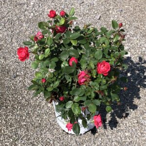 Nursery Stock